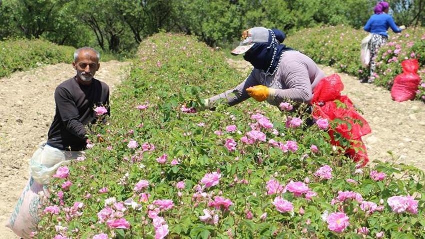 Günlük 800 lira kazanıyorlar! Isparta'da hasat başladı: Dünya o ürünün peşinde