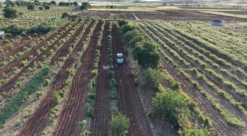 Gercüş'ün tarlalarında bahar mesaisi: Şafak vaktiyle çiftçiler tarlalara akın ediyor