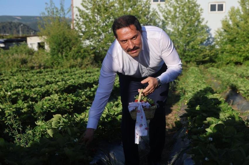 Hatay 10 bin 900 ton rekolteyle rekor kıracak!