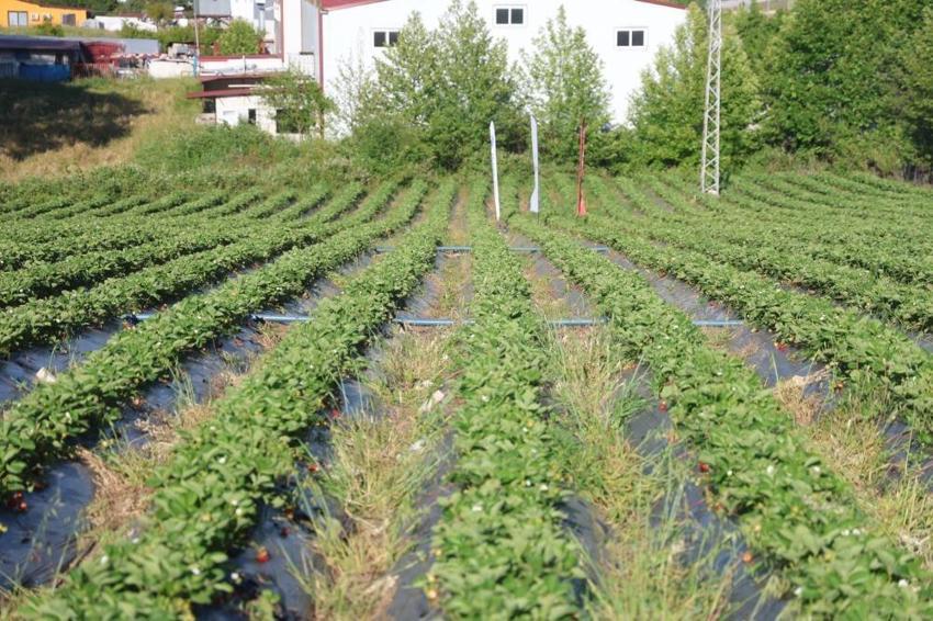 Hatay 10 bin 900 ton rekolteyle rekor kıracak!