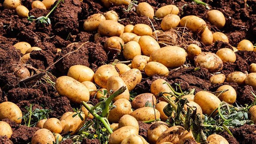 Adana'da hasadın 20'inci günündü fiyatlar düştü! Yeni ürünün fiyatı 20'TL'ye kadar geriledi