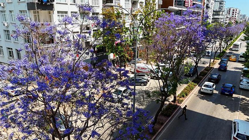 Çukurova mor gelinliğini giydi! Adana sokaklarında görsel şölen...