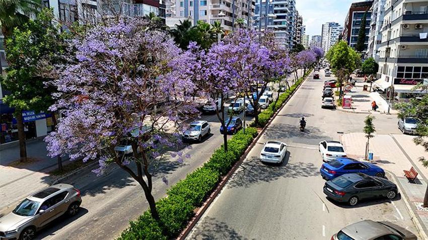 Çukurova mor gelinliğini giydi! Adana sokaklarında görsel şölen...