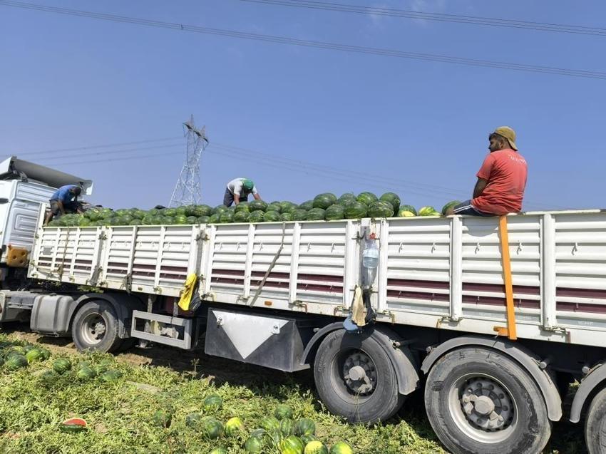 Dönüm başına 6 ton düştü: Hatay'da hasadı yağışlar etkiliyor
