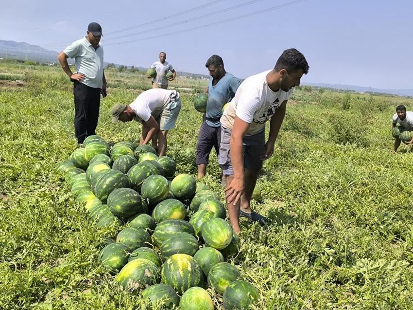 Dönüm başına 6 ton düştü: Hatay'da hasadı yağışlar etkiliyor
