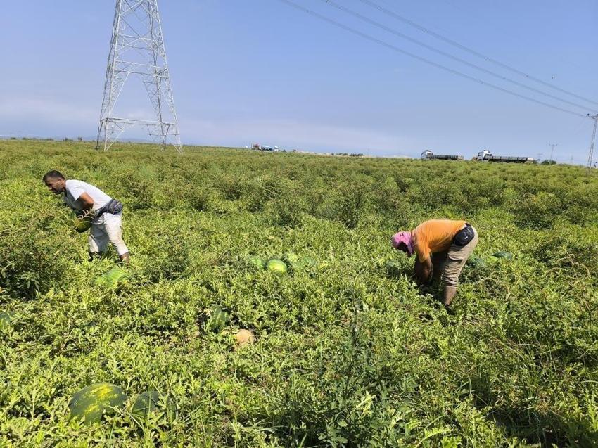 Dönüm başına 6 ton düştü: Hatay'da hasadı yağışlar etkiliyor