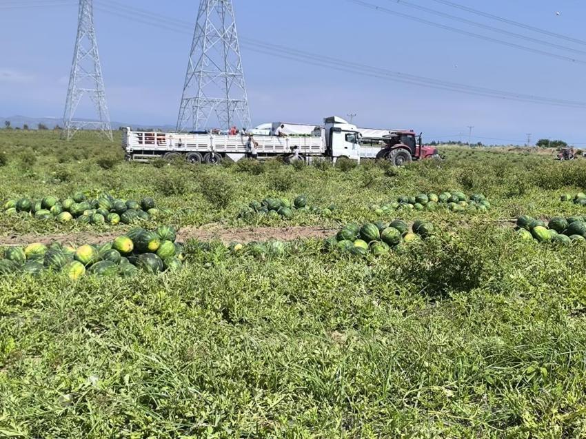 Dönüm başına 6 ton düştü: Hatay'da hasadı yağışlar etkiliyor