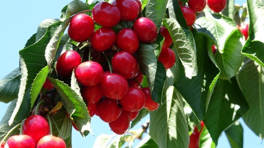 Çay bardağına sığmıyor, madeni 5 liradan büyük! Çanakkale’de Dev Lapseki kirazının hasadı başladı: Fiyatı dudak uçuklatıyor