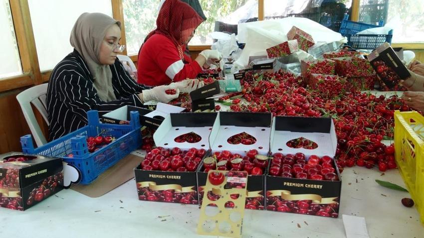 Çay bardağına sığmıyor, madeni 5 liradan büyük! Çanakkale’de Dev Lapseki kirazının hasadı başladı: Fiyatı dudak uçuklatıyor
