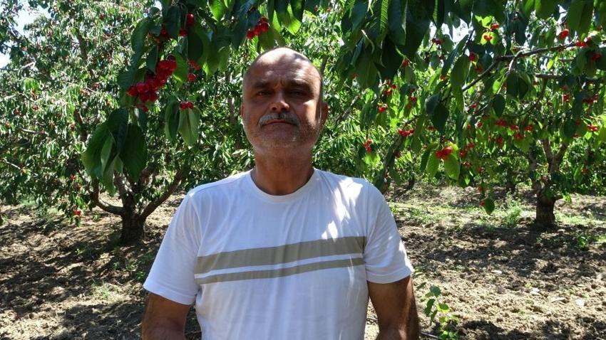 Çay bardağına sığmıyor, madeni 5 liradan büyük! Çanakkale’de Dev Lapseki kirazının hasadı başladı: Fiyatı dudak uçuklatıyor