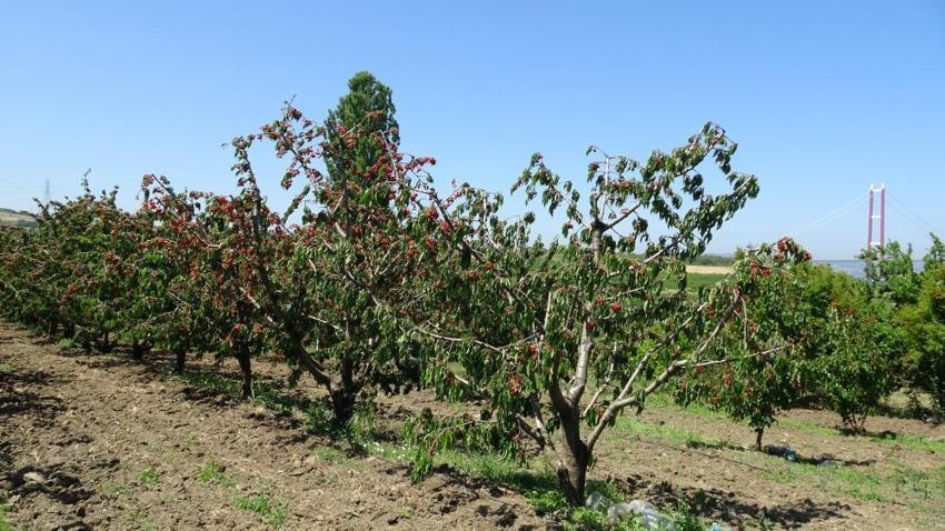 Çay bardağına sığmıyor, madeni 5 liradan büyük! Çanakkale’de Dev Lapseki kirazının hasadı başladı: Fiyatı dudak uçuklatıyor