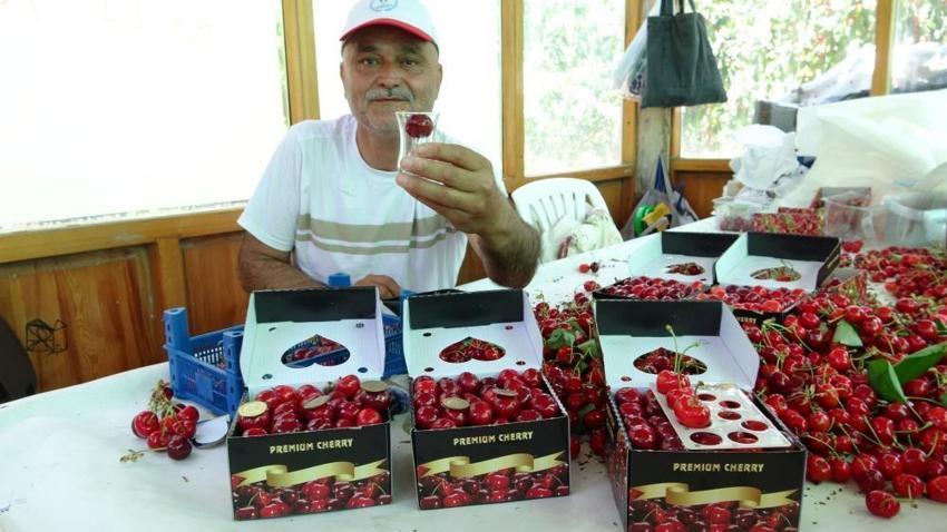 Çay bardağına sığmıyor, madeni 5 liradan büyük! Çanakkale’de Dev Lapseki kirazının hasadı başladı: Fiyatı dudak uçuklatıyor