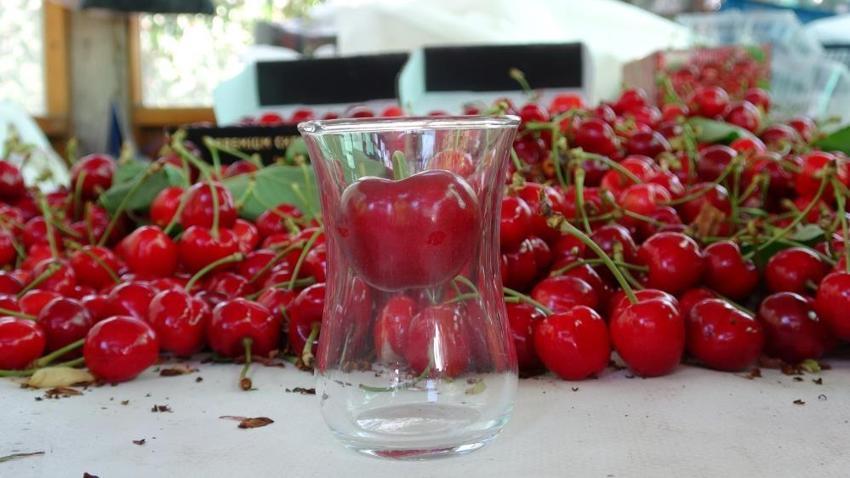 Çay bardağına sığmıyor, madeni 5 liradan büyük! Çanakkale’de Dev Lapseki kirazının hasadı başladı: Fiyatı dudak uçuklatıyor