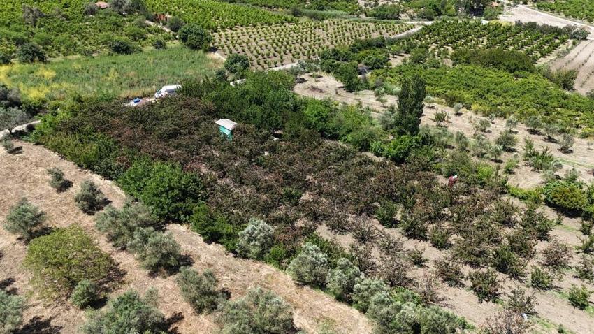 Çay bardağına sığmıyor, madeni 5 liradan büyük! Çanakkale’de Dev Lapseki kirazının hasadı başladı: Fiyatı dudak uçuklatıyor