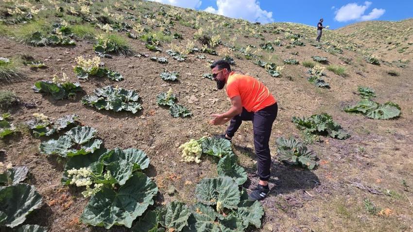 Van'da tezgahlara inmeden dağda kapışılıyor! Çuvalı kapan akın etti
