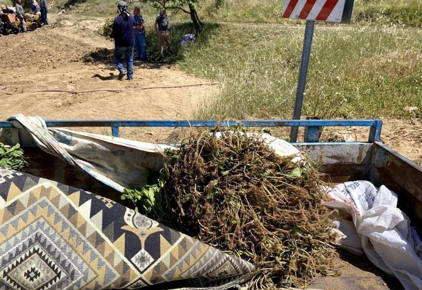 Manisa'da tütün sezonunda değişmedi: Kavurucu sıcaklarda ekmek mesaisi başladı