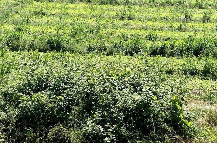 Manisa'da tütün sezonunda değişmedi: Kavurucu sıcaklarda ekmek mesaisi başladı