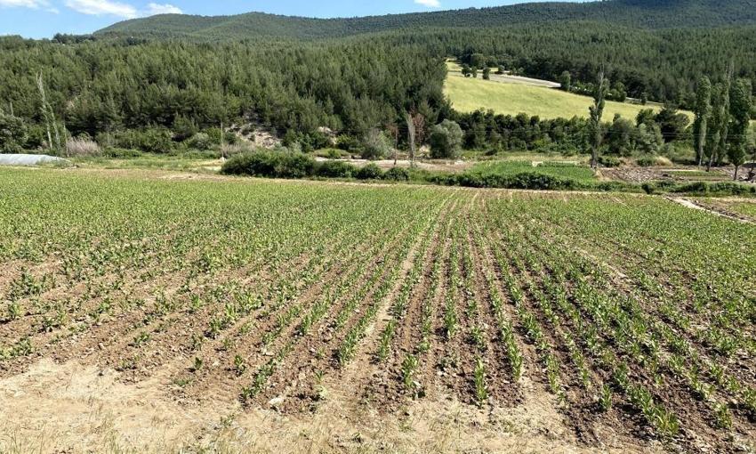 Manisa'da tütün sezonunda değişmedi: Kavurucu sıcaklarda ekmek mesaisi başladı