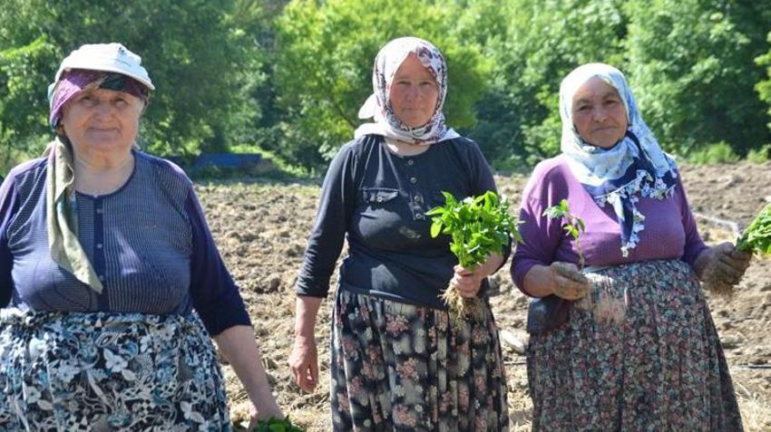 Türkiye’de sadece bu köyde yetişiyor! Sipariş patladı, üreticiler tarlalara akın etti