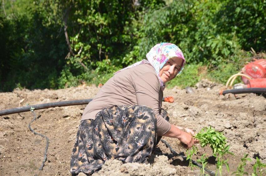 Türkiye’de sadece bu köyde yetişiyor! Sipariş patladı, üreticiler tarlalara akın etti