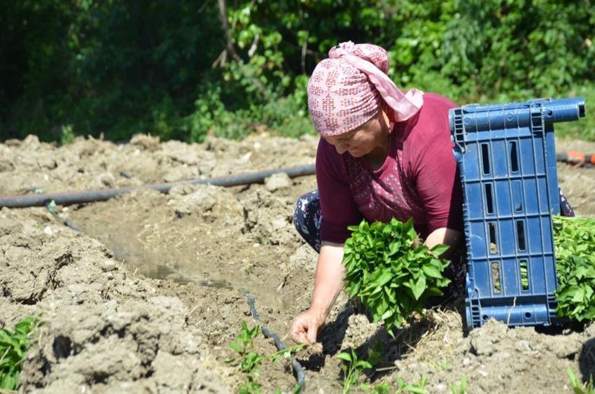 Türkiye’de sadece bu köyde yetişiyor! Sipariş patladı, üreticiler tarlalara akın etti