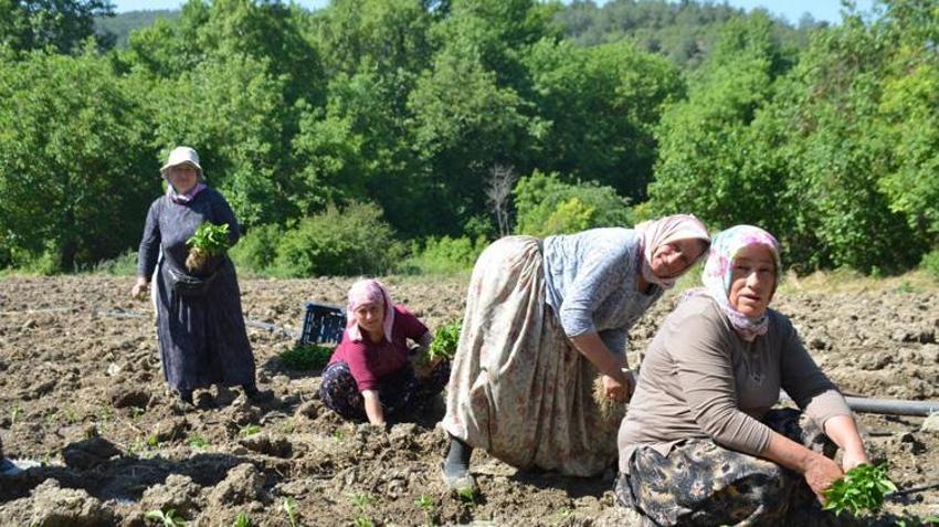 Türkiye’de sadece bu köyde yetişiyor! Sipariş patladı, üreticiler tarlalara akın etti
