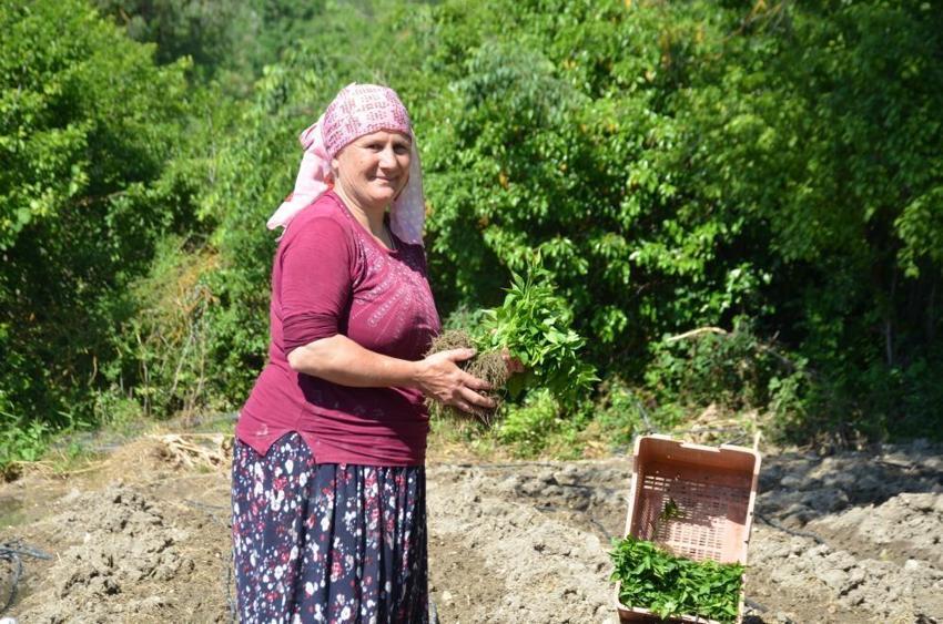 Türkiye’de sadece bu köyde yetişiyor! Sipariş patladı, üreticiler tarlalara akın etti