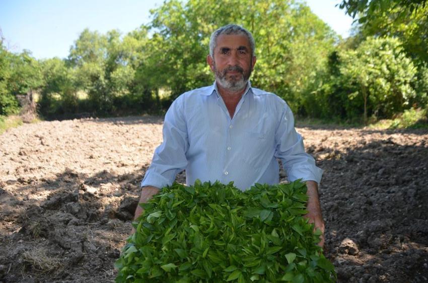 Türkiye’de sadece bu köyde yetişiyor! Sipariş patladı, üreticiler tarlalara akın etti