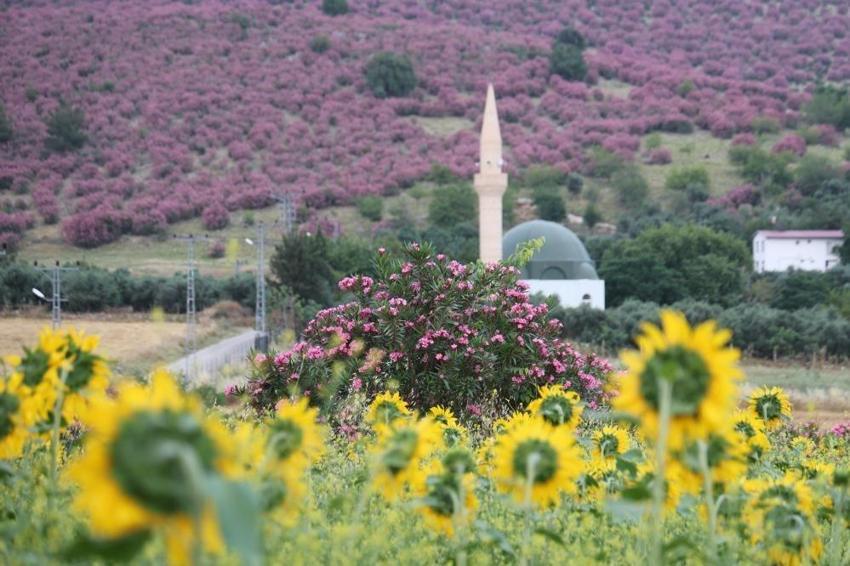 Adana mora, Kozan pembeye döndü: Doğanın renkleri bölgeyi sardı