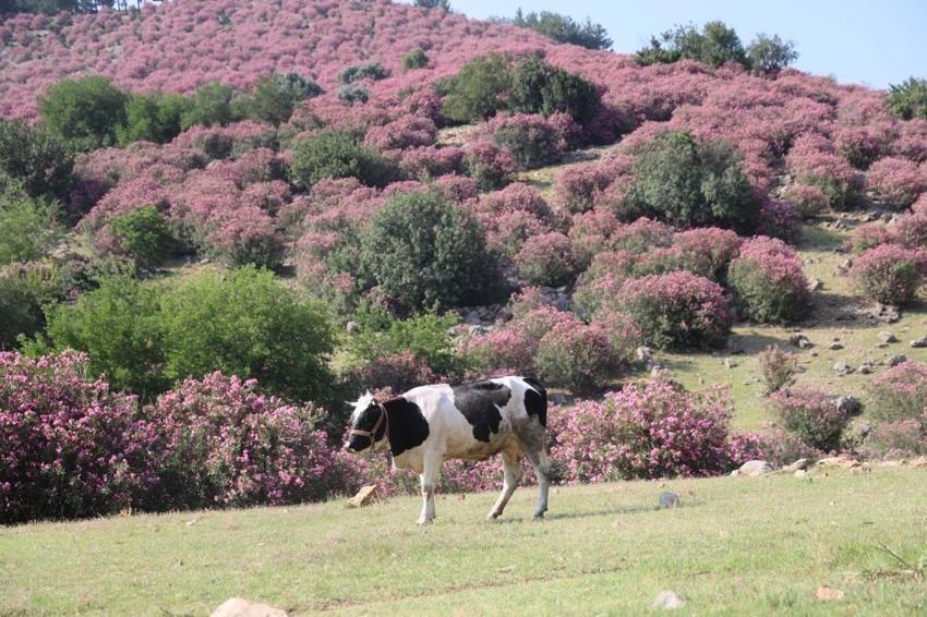 Adana mora, Kozan pembeye döndü: Doğanın renkleri bölgeyi sardı