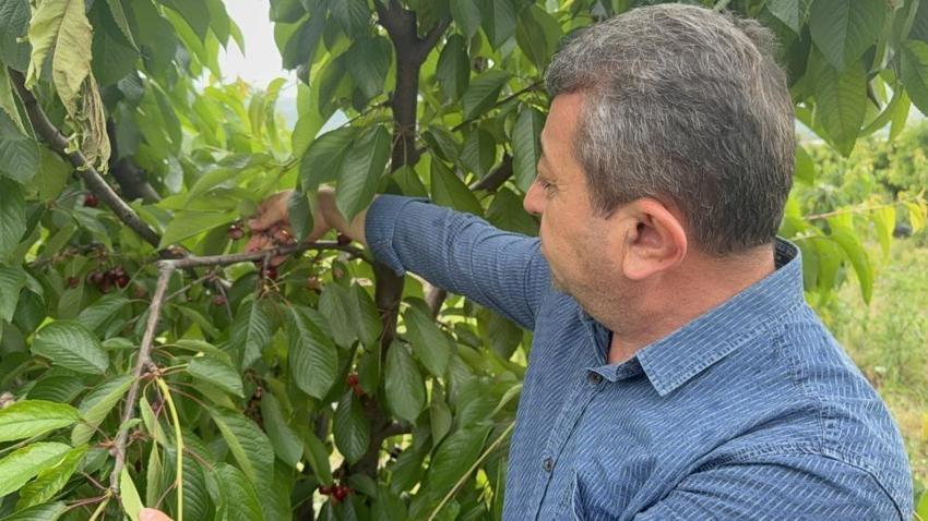 Barajlar doldu ama kiraz üreticisi kan ağlıyor: Son 30 yılın en garip sezonu yaşanıyor: 'Ağaçta meyve var diye sevinmeyin, hepsi dökülecek!'