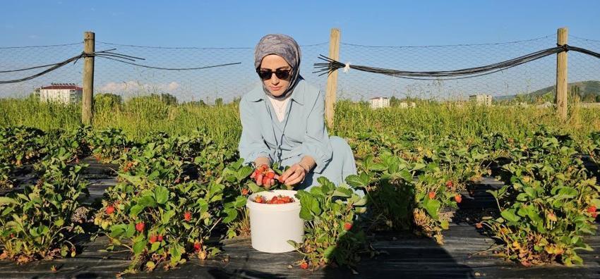 Muşlu üreticiden sıra dışı uygulama! Tarlaya giren istediği kadar bedava yiyor