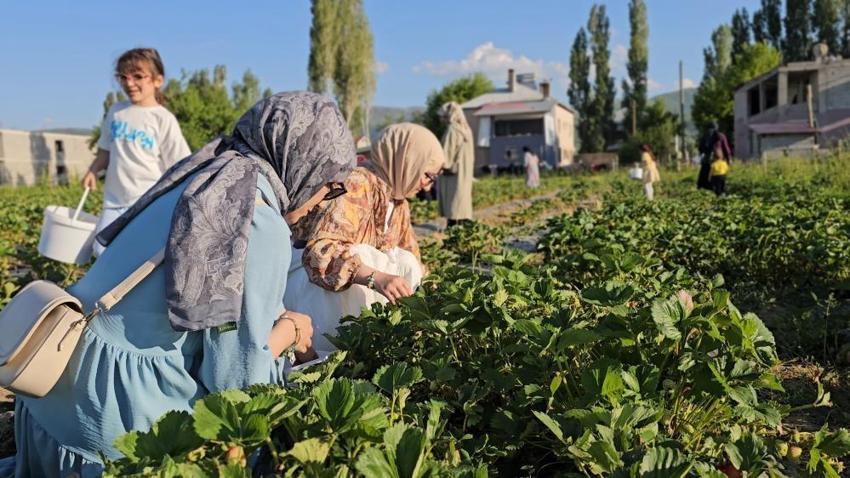 Muşlu üreticiden sıra dışı uygulama! Tarlaya giren istediği kadar bedava yiyor