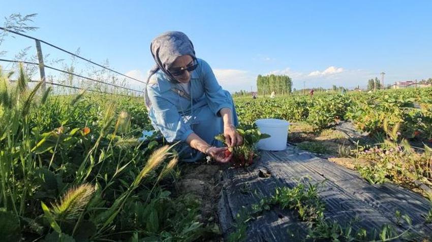 Muşlu üreticiden sıra dışı uygulama! Tarlaya giren istediği kadar bedava yiyor