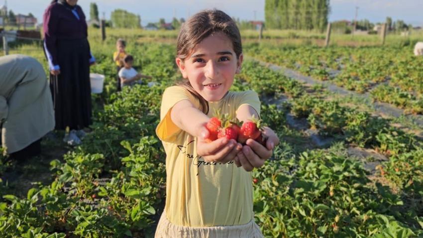 Muşlu üreticiden sıra dışı uygulama! Tarlaya giren istediği kadar bedava yiyor