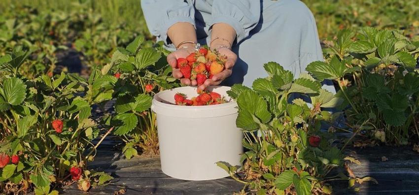 Muşlu üreticiden sıra dışı uygulama! Tarlaya giren istediği kadar bedava yiyor