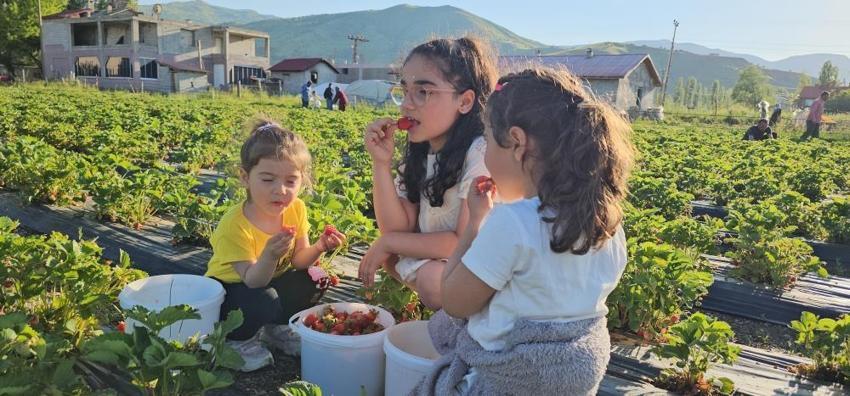 Muşlu üreticiden sıra dışı uygulama! Tarlaya giren istediği kadar bedava yiyor