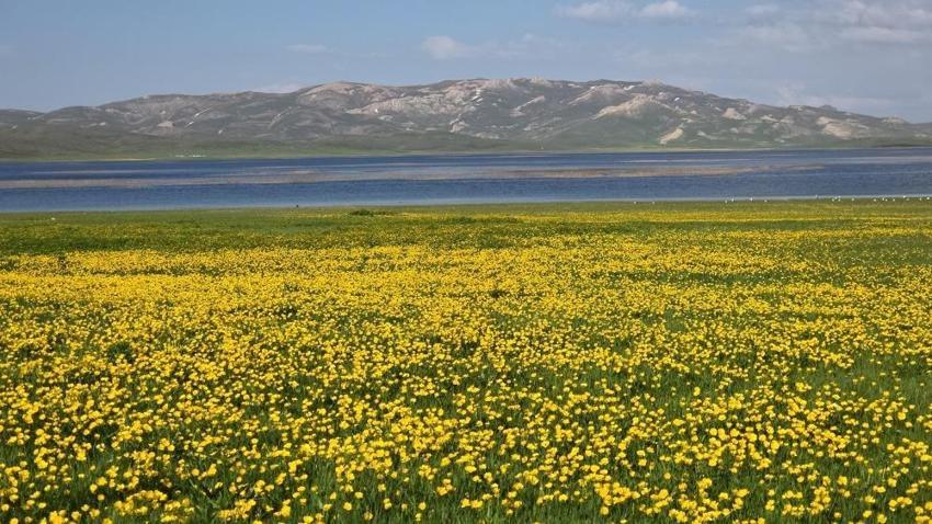 Van'da 2 bin 800 yıllık manzara! Sadece bölgede varlığını sürdürüyor