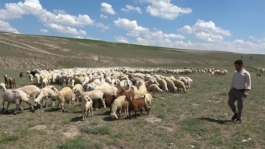 Aksaray’da ‘ithal çoban’ dönemi başladı
