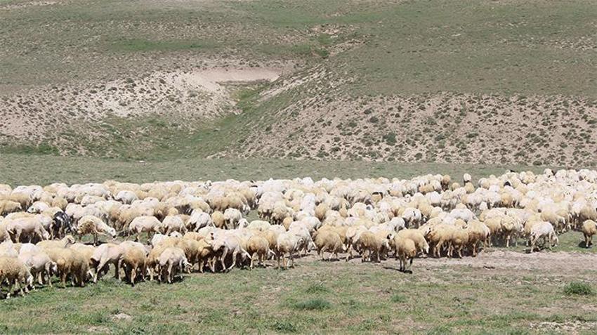 Aksaray’da ‘ithal çoban’ dönemi başladı