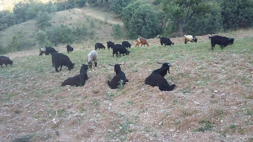 Kütahya'da asırlık kadim gelenek yeniden canlandı! Akdağ’da muazzam yörük göçü başladı
