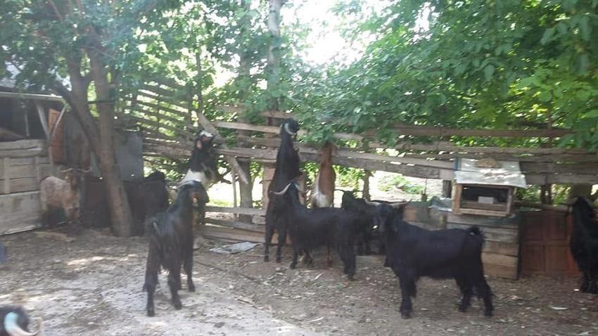 Kütahya'da asırlık kadim gelenek yeniden canlandı! Akdağ’da muazzam yörük göçü başladı