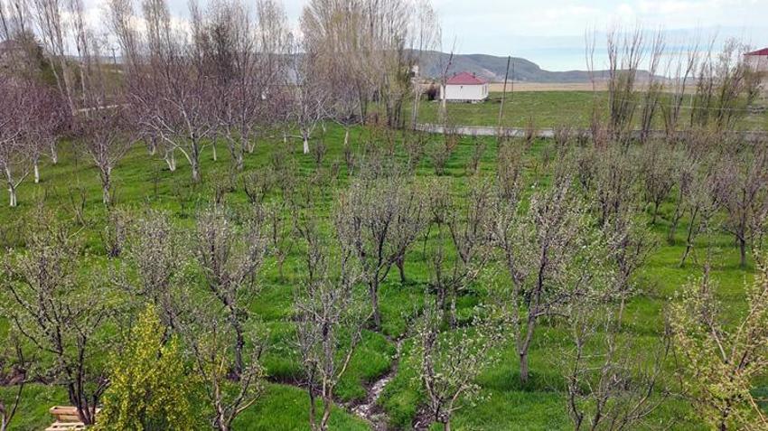 İstanbul’daki diş hekimi memleketine yatırım yaptı! 2 bin fidanla başladı, şimdi tüm köy onu konuşuyor