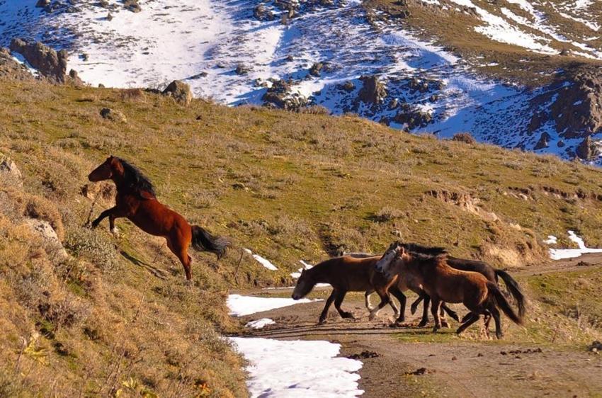 Yüzlerce yılkı atının doğa mücadelesi dronla görüntülendi: İnsanlara 50 metreden fazla yaklaşmıyorlar!