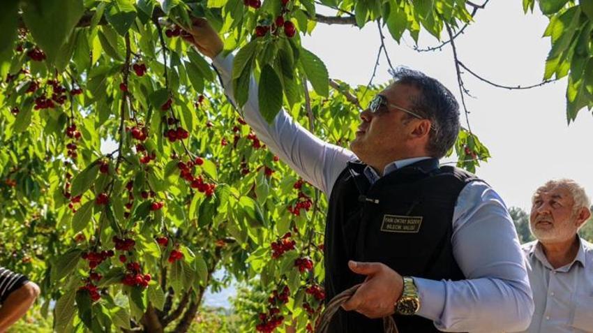 Bu yıl rekor bekleniyor! Tam 27 bin dekarlık alanda başladı: Tonlarca ürün elde edilecek
