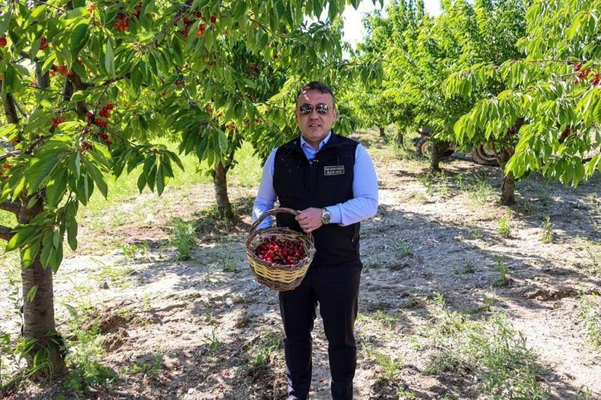 Bu yıl rekor bekleniyor! Tam 27 bin dekarlık alanda başladı: Tonlarca ürün elde edilecek