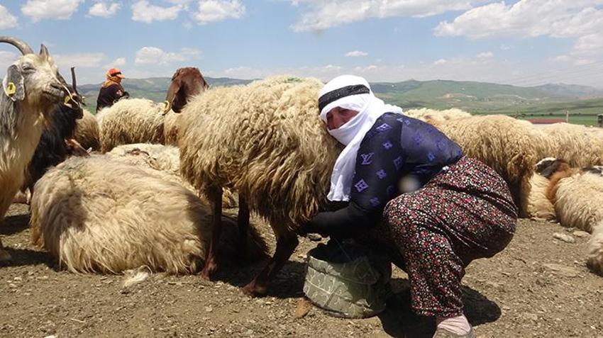 Yayla sezonu açıldı, Meşhur Hakkari otlu peynirinin yolculuğu başladı: Kışlık siparişler şimdiden hazırlanıyor