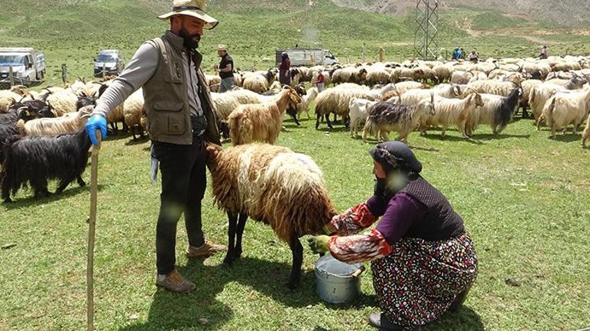 Yayla sezonu açıldı, Meşhur Hakkari otlu peynirinin yolculuğu başladı: Kışlık siparişler şimdiden hazırlanıyor