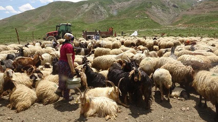 Yayla sezonu açıldı, Meşhur Hakkari otlu peynirinin yolculuğu başladı: Kışlık siparişler şimdiden hazırlanıyor