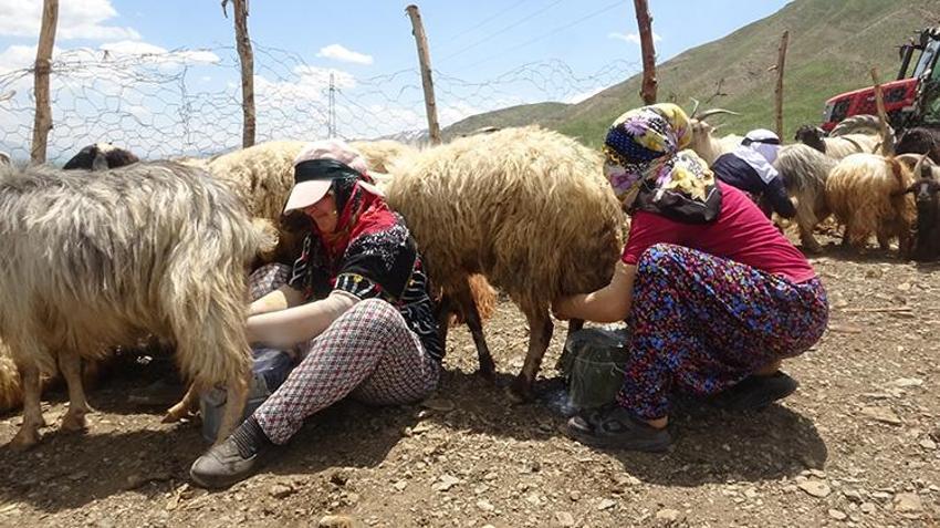 Yayla sezonu açıldı, Meşhur Hakkari otlu peynirinin yolculuğu başladı: Kışlık siparişler şimdiden hazırlanıyor